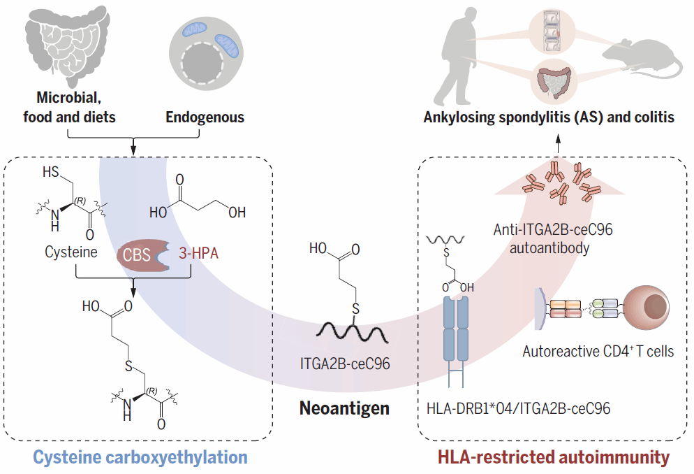 CD804AD0B0CF7B493BC6C87DFD9_40797A4D_CA12