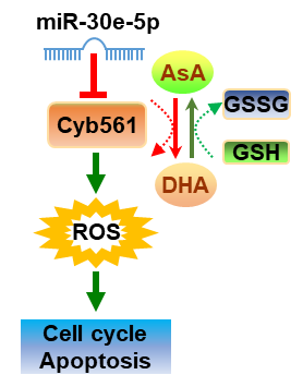 5157DB1368B7EE335CFE1E2ADBE_07CDB557_4646